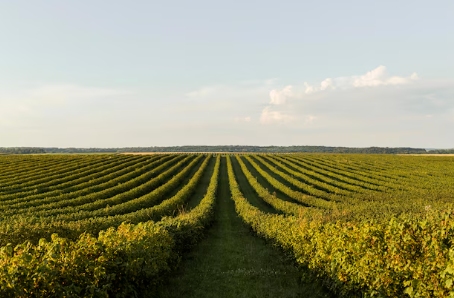 Guide pratique pour la gestion efficace d’une exploitation viticole